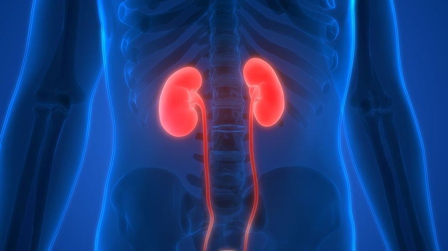 A Spotlight on Your Kidneys